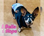 Small Photo #35 Dachshund-Unknown Mix Puppy For Sale in San Antonio, TX, USA