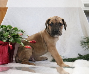 Great Dane Puppy for sale in SHILOH, OH, USA