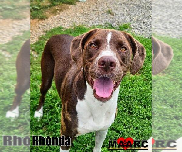 Medium Photo #6 Lab-Pointer Puppy For Sale in Maryville, TN, USA
