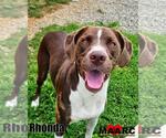 Small #5 Lab-Pointer
