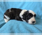 Small #7 Aussiedoodle
