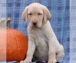 Small #2 Labrador Retriever
