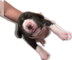 Pearl - Female Great Dane Puppy for Sale - Photo #9