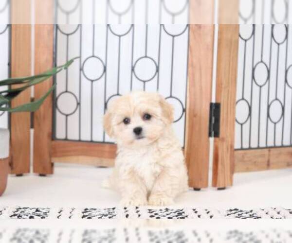 Medium Photo #2 Lhasa-Poo Puppy For Sale in NAPLES, FL, USA