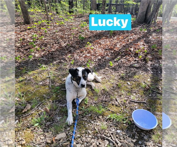 Medium Photo #5 Pointer-Unknown Mix Puppy For Sale in Foristell, MO, USA