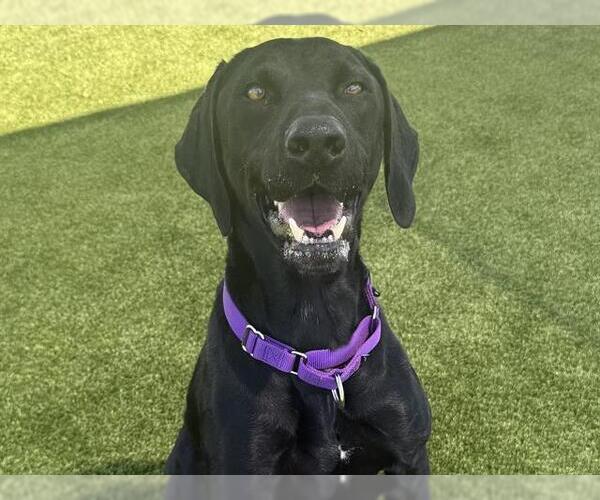 Medium Photo #2 German Shorthaired Lab Puppy For Sale in Martinez, CA, USA