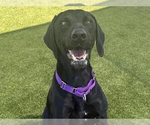 PILOT - Male German Shorthaired Lab Dog for Adoption - Photo #2