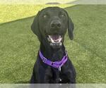 Small #1 German Shorthaired Lab