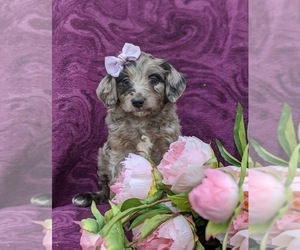 Aussiedoodle Miniature Puppy for sale in NOTTINGHAM, PA, USA