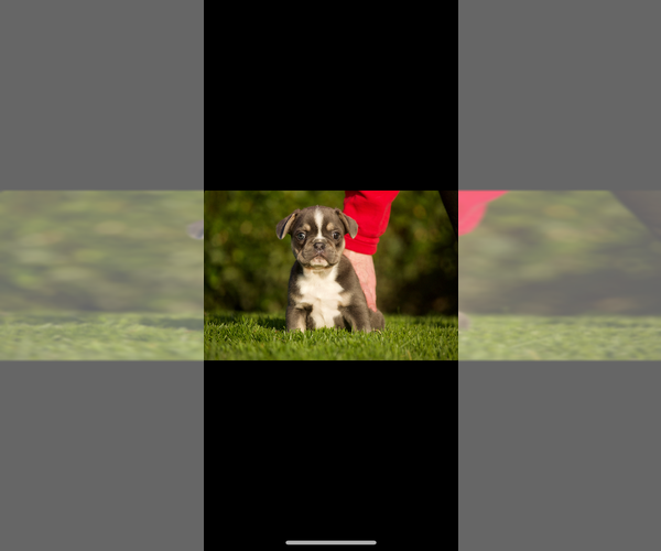 Medium Photo #3 French Bulldog Puppy For Sale in OLYMPIA, WA, USA