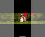 Small #2 French Bulldog