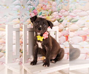 American Staffordshire Terrier-Unknown Mix Dogs for adoption in McKinney, TX, USA