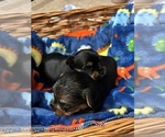 Small Photo #9 Yorkshire Terrier Puppy For Sale in BRIDGETON, NJ, USA
