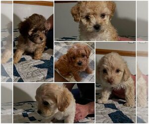 Poodle (Toy)-Zuchon Mix Puppy for sale in JANESVILLE, WI, USA