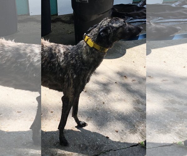 Medium Photo #6 Greyhound Puppy For Sale in Cherry Hill, NJ, USA