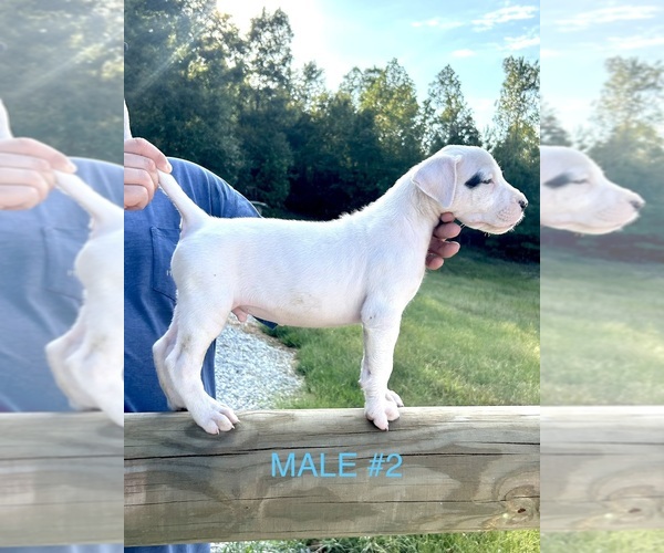 Medium Photo #3 Dogo Argentino Puppy For Sale in MINTER CITY, MS, USA