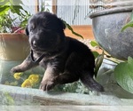 Small #1 German Shepherd Dog