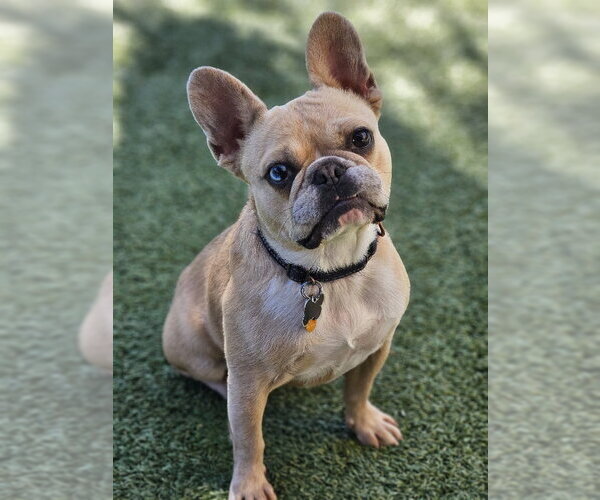 Medium Photo #1 French Bulldog Puppy For Sale in Lake Elsinore, CA, USA
