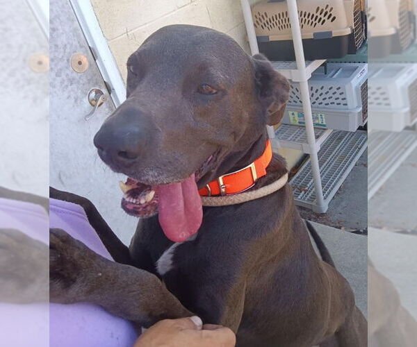 Medium Photo #6 Labrador Retriever-Unknown Mix Puppy For Sale in North Myrtle Beach, SC, USA