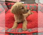 Small #1 Goldendoodle