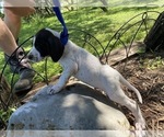 Small Photo #2 German Shorthaired Pointer Puppy For Sale in BUDA, TX, USA