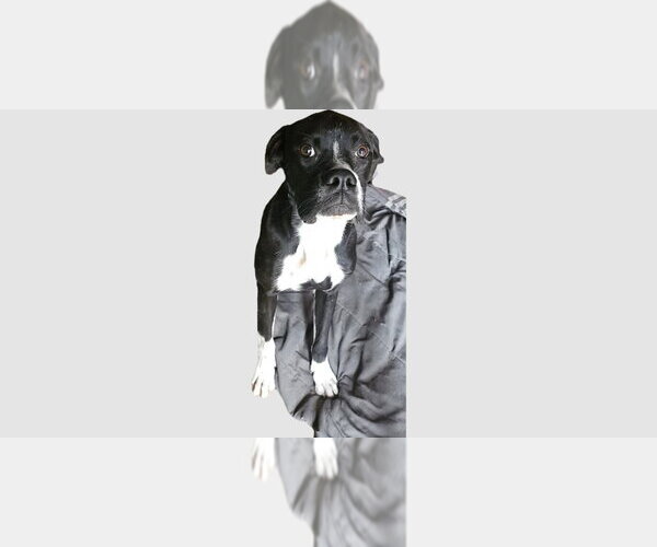 Medium Photo #1 Boxer Puppy For Sale in Austin, TX, USA