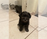 Small Photo #7 Schnoodle (Miniature) Puppy For Sale in BAKERSFIELD, CA, USA