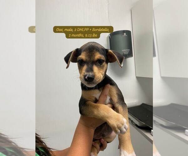 Medium Photo #1 Labrador Retriever-Unknown Mix Puppy For Sale in Jefferson, NJ, USA
