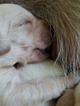 Medium Photo #1 Labradoodle Puppy For Sale in HAMMOND, WI, USA