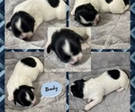 Small Photo #2 Zuchon Puppy For Sale in HOHENWALD, TN, USA