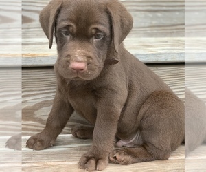 Labrador Retriever Puppy for sale in SPOTSYLVANIA, VA, USA