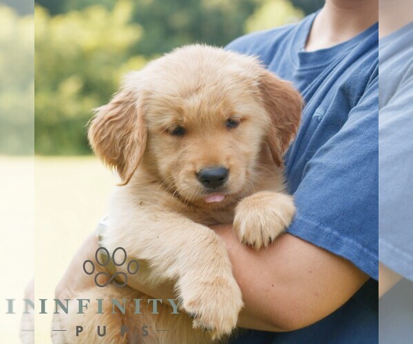 Medium Photo #1 Golden Retriever Puppy For Sale in GAP, PA, USA