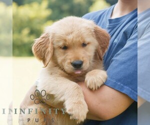 Golden Retriever Puppy for sale in GAP, PA, USA