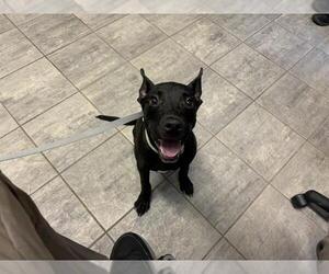 Dutch Shepherd -Unknown Mix Dogs for adoption in Grand Prairie, TX, USA