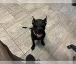 Small Dutch Shepherd  Mix