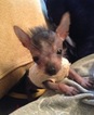 Small Photo #1 Crustie Puppy For Sale in RICEVILLE, TN, USA