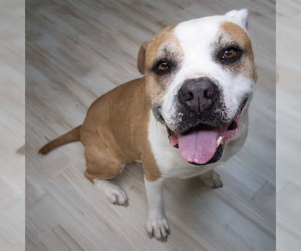 Medium Photo #5 American Pit Bull Terrier Puppy For Sale in Wilmington, NC, USA