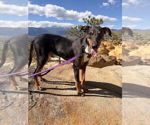 Star - Male Bluetick Coonhound-Doberman Pinscher Mix Dog for Adoption - Photo #3