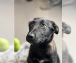 Small #4 Labrador Retriever Mix