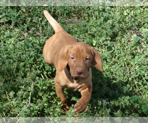 Vizsla Puppy for sale in AMORITA, OK, USA