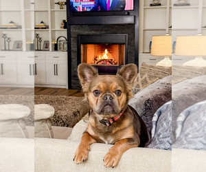 Mother of the French Bulldog puppies born on 09/22/2025