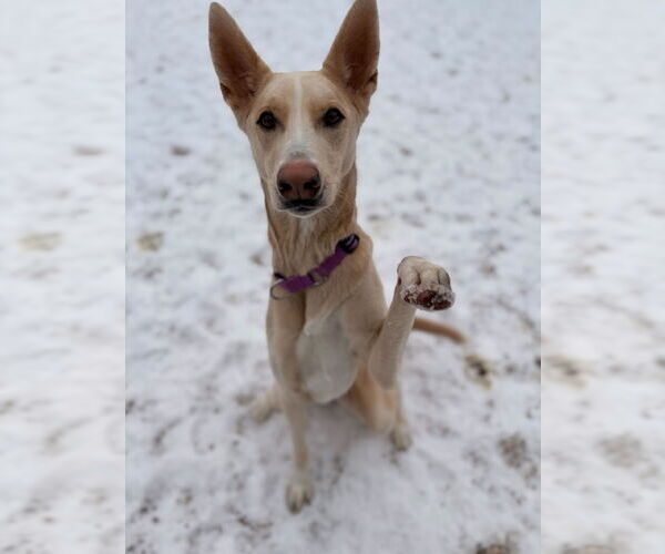 Medium Photo #2 Siberian Husky-Unknown Mix Puppy For Sale in Jefferson, WI, USA