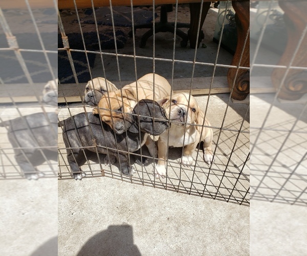 Medium Photo #1 Cane Corso Puppy For Sale in SANTA ANA, CA, USA