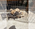 Small Photo #1 Cane Corso Puppy For Sale in SANTA ANA, CA, USA