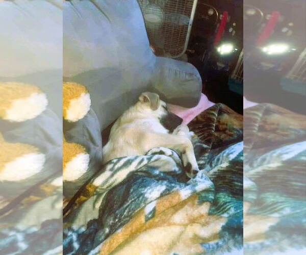 Medium Photo #3 Golden Labrador Puppy For Sale in Hinton, WV, USA