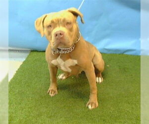 Mutt Dogs for adoption in Downey, CA, USA