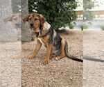 Small #4 Mutt
