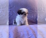 Small Photo #2 Shih Tzu-Unknown Mix Puppy For Sale in HOPKINSVILLE/PRINCETON, KY, NH, USA