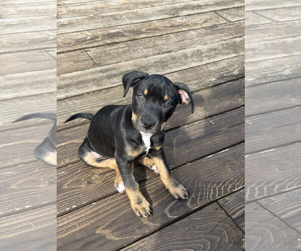 Medium Photo #1 American Pit Bull Terrier Puppy For Sale in St. Louis Park, MN, USA