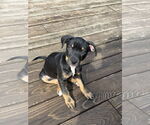 Small American Pit Bull Terrier
